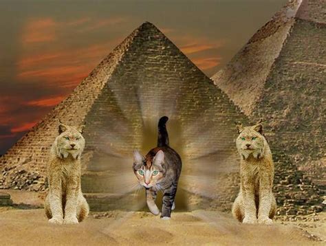 why did egyptians worship cats in ancient egypt cats in ancient egypt cats cat facts