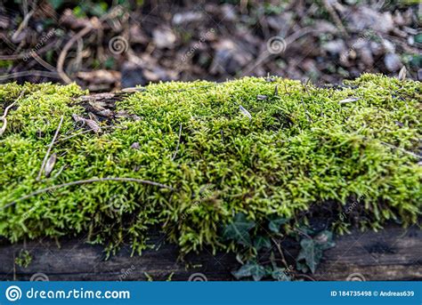 Moss On A Fallen Tree Trunk Stock Photo Image Of Rinde Forrest