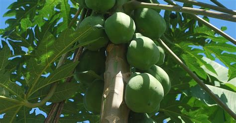Suria Helang Lui Edible Landscape Papaya Tree