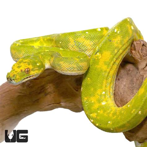 Green Tree Pythons For Sale Underground Reptiles