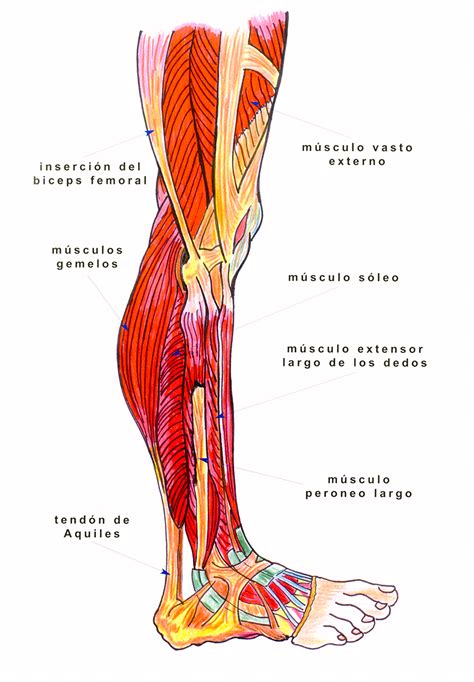 Anatomía De Los Músculos De Las Piernas La Guía Definitiva La Guía