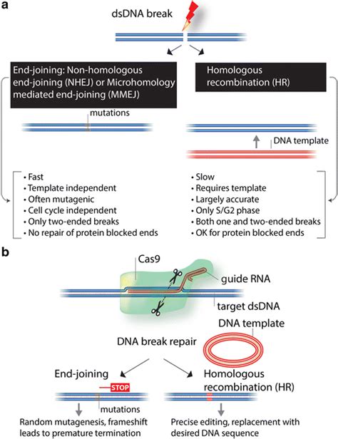 An Overview Of The Two Main Pathways For Dna Double Strand Break Repair