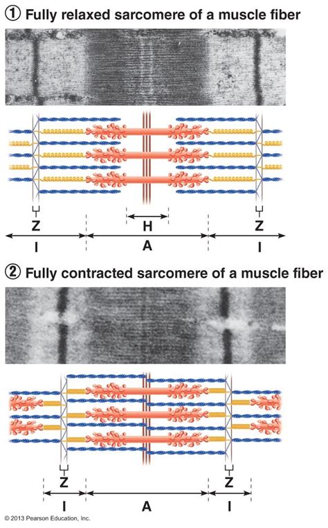 Muscle Contraction And The Sliding Filament Theory Ilcom