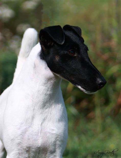 Smooth Fox Terrier Breed Guide Learn About The Smooth Fox Terrier