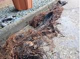 Photos of Tree Roots In Drainage Pipes