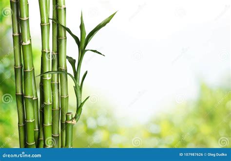 Many Bamboo Stalks On Background Stock Photo Image Of Jungle Japan