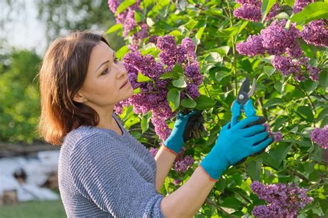 When Is The Best Time To Prune Lilacs Arborcare