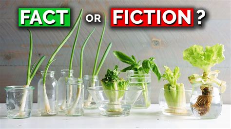 The Truth About Regrowing Veggies From Kitchen Scraps