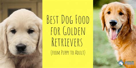 The formula contains beneficial ingredients. 2020's Best Dry Dog Food for Golden Retrievers (from Puppy ...