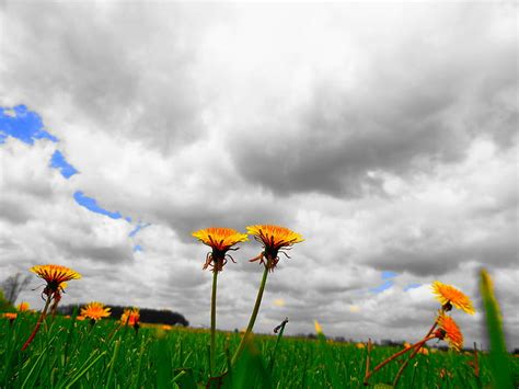 Hd Wallpaper Yellow Flowers Under Cloudy Sky At Daytime Dandelion