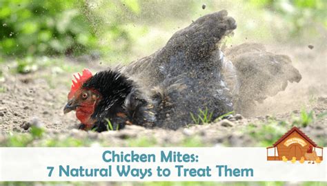 76 Hd How To Treat Mites On Chickens Australia Insectza