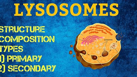 Lysosomes Structure Types Of Lysosomesfsc Biology Youtube