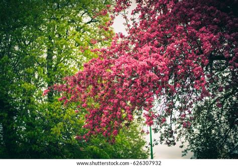 Purple Flowering Tree Wallpaper Stock Photo 626307932 Shutterstock