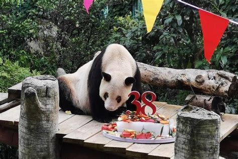 Worlds Oldest Captive Giant Panda Xinxing Celebrates 38th Birthday