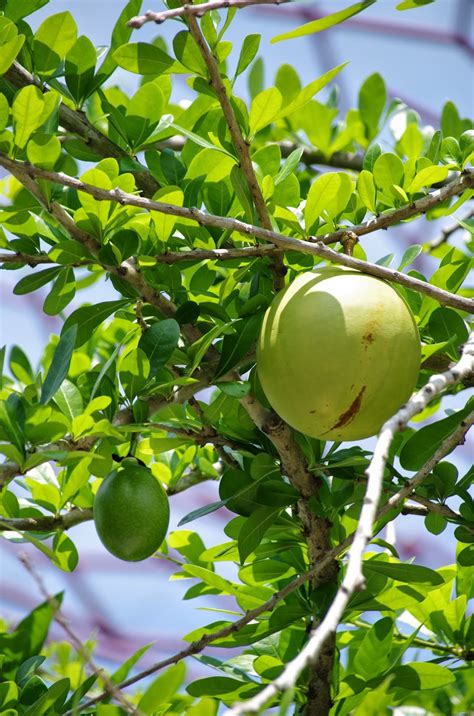 Calabash tree fruit is a flowering plant. Trees and Plants: Calabash Tree