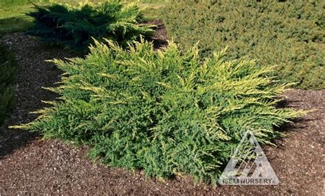 Juniperus Chinensis Daubs Frosted This Low Spreading Juniper Is Eespecially Appealing Dwarf