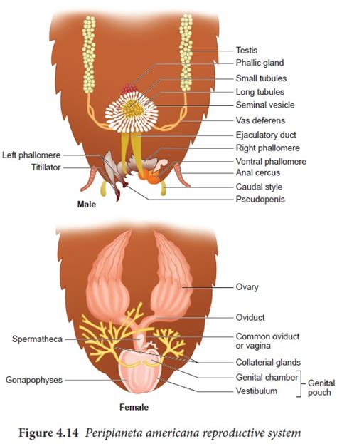 Anatomy Of Cockroach Periplaneta Americana Digestive Respiratory Circulatory Nervous