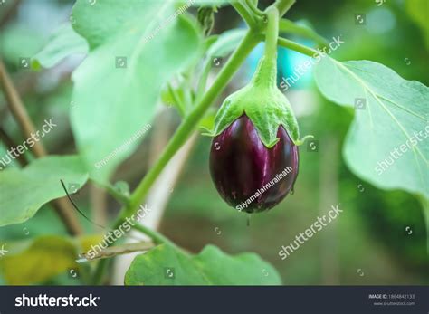 Eggplant Aubergine Known Brinjal On Garden Stock Photo 1864842133
