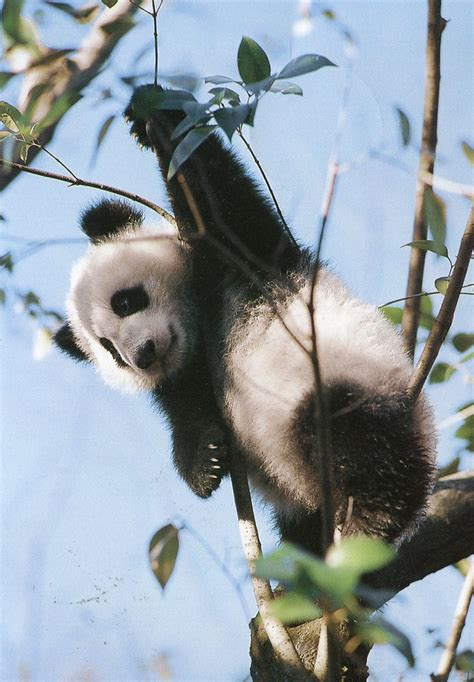 Giant Panda Tong Tong Mid July50 Rr From 31 Yeeyeeya T Flickr