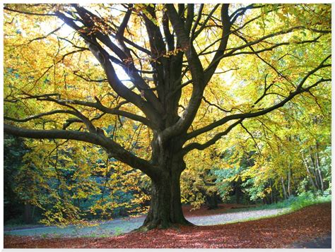 Alter Baum Im Herbst Foto And Bild Jahreszeiten Herbst Bäume Bilder