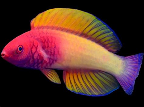 Ilmuwan Temukan Spesies Ikan Warna Warni Baru Yang Bersembunyi Di Terumbu Karang Maladewa