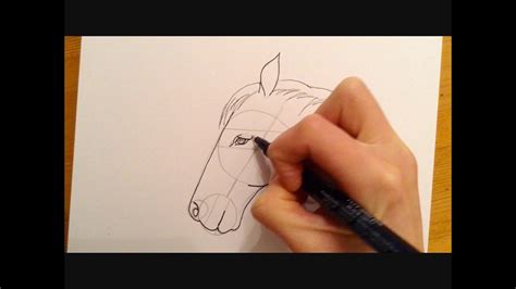 beginners lesson   draw  horse youtube