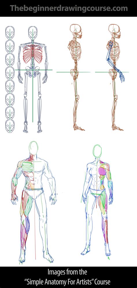 Bones And Proportions Male And Female Anatomy Anatomy For Artists