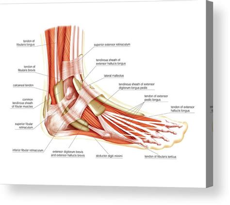 Muscles Of The Leg And Foot Acrylic Print By Asklepios Medical Atlas