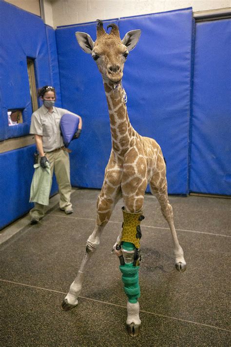 A Giraffe Gets Modified Leg Braces Designed For Humans Npr Patabook News