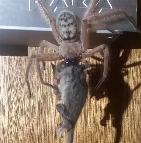 Huntsman Spider Eats Possum In Australia Kcrr 977