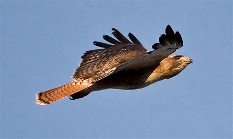 During a recent stroll in the carleton college arboretum, erika and i spied the cooper's hawk in the upper photo. NOVA Hawks: Coopers vs. Redtailed