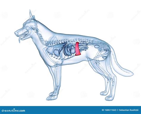 A Dogs Spleen Stock Illustration Illustration Of Medically 168611663