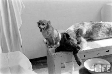 The Two Headed Dog Experiment Shavka And Brodyaga Two Soviet Dogs