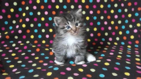 You may be able to find a purebred norwegian forest cat through a breeder in your area, but if you would rather adopt from a rescue organization, check out Beautiful Brown Tabby Norwegian Forest Cat Kittens FOR ...