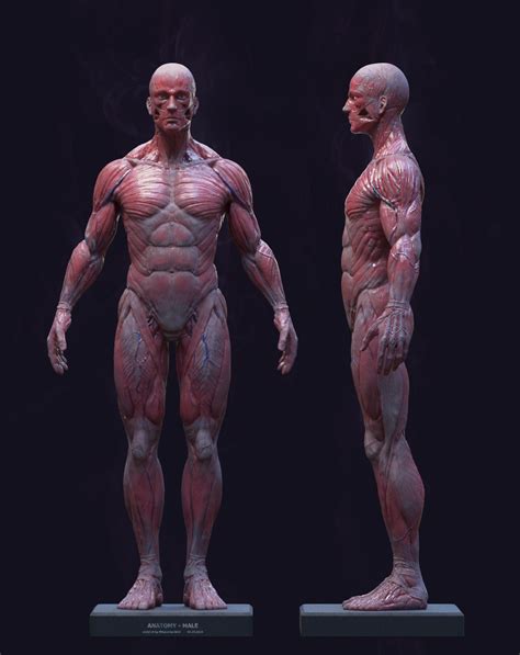 Human Anatomy Art Anatomy Reference Anatomy Sculpture