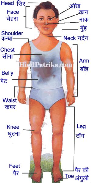 female body parts telugu