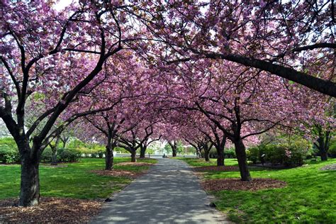 New York Zur Kirschblüte Cherry Blossom Brooklyn Botanic Garden