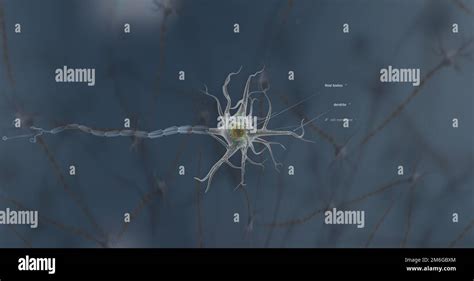 A Typical Neuron Consists Of A Cell Body Dendrites And A Single Axon