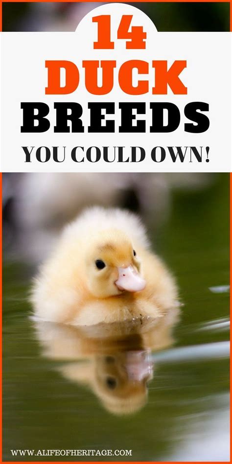 Duck Breeds 14 Breeds You Could Own And Their Facts At A Glance Duck