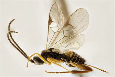 Save The Earth New Species Of Wasps Discovered
