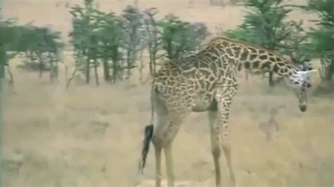Unbelievable Giraffe Kills Lion Who Killed Her Baby Lion Vs Giraffe