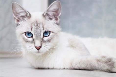 Do Siamese Cats Shed What You Need To Know Hepper