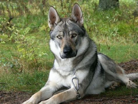 17 Adorable German Shepherd Mixes Top Of Their Class Mixed Breeds