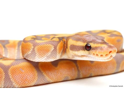 Banana Yellow Belly Morph List World Of Ball Pythons