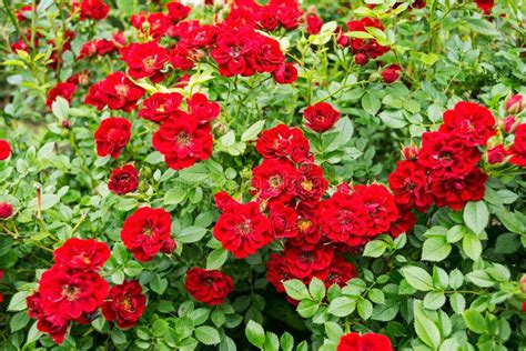 Red Roses Bush Stock Photo Image Of Flora Garden Color 218000862