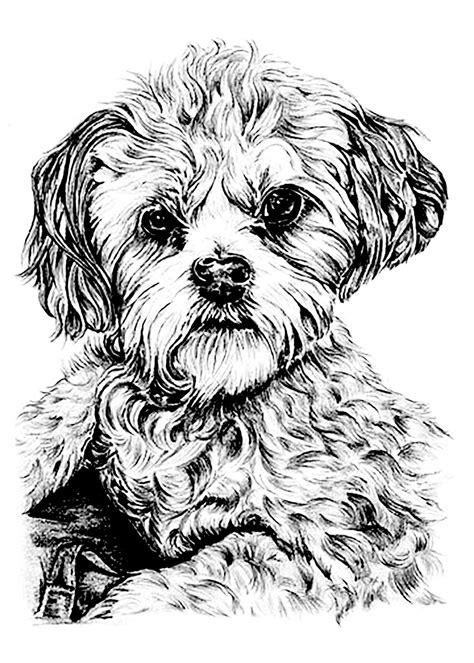 Print puppy coloring pages for free and color our puppy coloring! Dog - Dogs Adult Coloring Pages