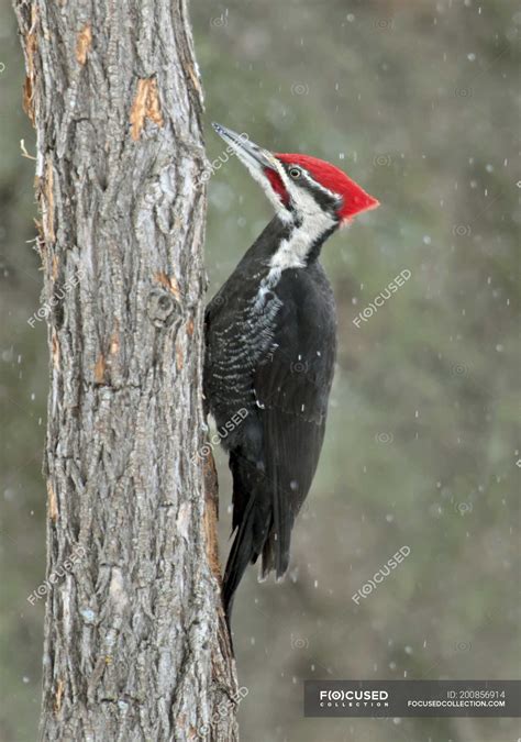 Pileated Woodpecker Perched On Tree Trunk In Snowfall — Wildlife