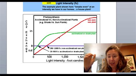Light Intensity And Photosynthesis Photocompensation And Light