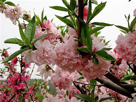 Most species are deciduous shrubs or small trees. Peppermint Flowering Peach (Prunus persica 'Peppermint ...