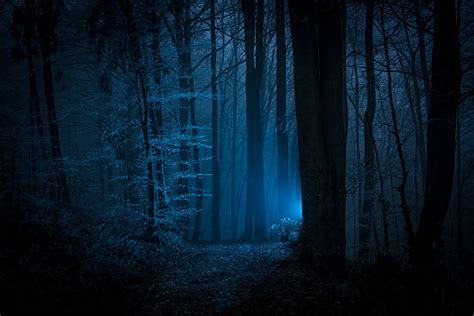 Royalty Free Scary Forest Pictures Images And Stock Photos Istock
